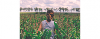photo d'une jeune fille de dos dans un champ de maïs