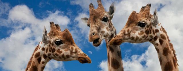 3 girafes qui ont l'air de discuter ensemble